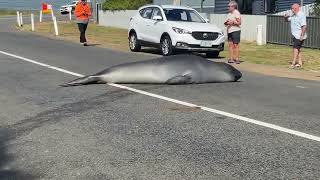 Seal Strikes a Pose to Delight of Tasmanian Locals [upl. by Valenba]