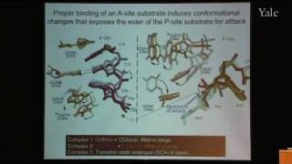 From Structure and Function of Ribosomes to New Antibiotics [upl. by Ameerak]