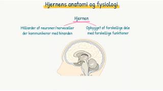 Nervesystemet Hjernens anatomi og fysiologi [upl. by Schwenk214]