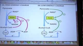 29 Biochemistry Citric Acid Cycle II Lecture for Kevin Aherns BB 451551 [upl. by Yelyab]