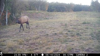 Multiple bull elk bugling in Turkey Meadow Turn it up and listen [upl. by Mary]