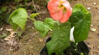 アブチロンの育て方 how to grow abutilon [upl. by Valda]