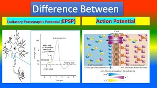 Difference Between Excitatory Postsynaptic Potential EPSP and Action Potential [upl. by Anaib]