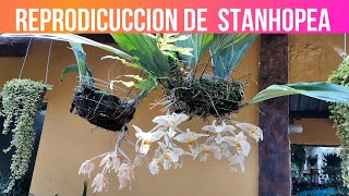 ORQUIDEA STANHOPEA REPRODUCCION Y CUIDADOS COMO HACER FLORECER ORQUIDEAS [upl. by Idur]