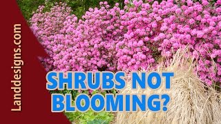 Why are My Shrubs not Blooming [upl. by Lavine]