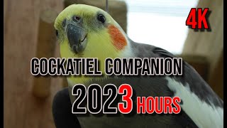 4K Cockatiel Companion 3 Hours of Birds for your Cockatiel [upl. by Anattar]