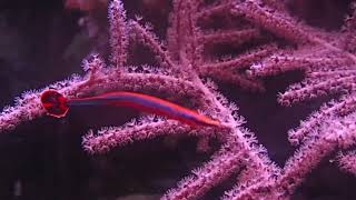 Bluestripe pipefish  Doryrhamphus excisus  in a reef aquarium [upl. by Alexandro]