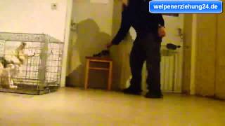 Welpenerziehung  Hundebox Teil 4 [upl. by Nate]