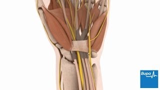 How open carpal tunnel surgery is carried out  Bupa Health [upl. by Naimerej683]