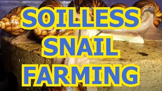 PRACTICAL SOILLESS SNAIL FARMING [upl. by Bonacci]