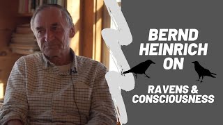 Bernd Heinrich  Ravens amp Consciousness [upl. by Namielus]