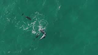 Dolphins mating in the wild NSW Australia [upl. by Witherspoon]