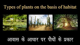 Types of plants the basis of habitat।। आवास के आधार पर पौधों के प्रकार।। [upl. by Llemej652]