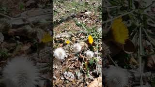 Taraxacum officinale [upl. by Acinorahs]