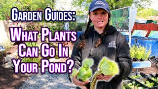 Garden Guides What Plants Are Good For Your Pond [upl. by Aiclef]