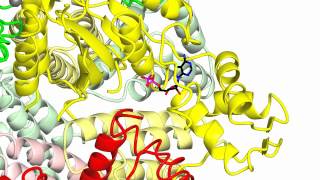 DNA replication clamp loader [upl. by Circosta]