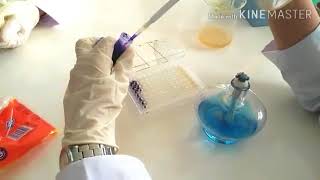 Praktikum Microtiter Plate Biofilm Assay  Tissue Culture Plate Method [upl. by Kermit]