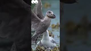 You cant catch meyou cant catch meoh no I miscalculated birdsbirdphotos amazinganimals [upl. by Dualc]