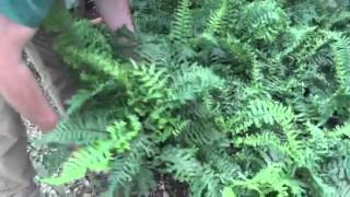 Scaly Male Fern – A Source Of Evergreen Beauty [upl. by Delfine151]