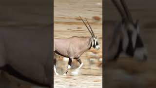 Oryx at Etosha National Park Namibia [upl. by Salli]