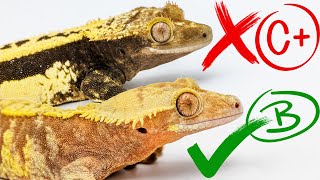 Judging Our Crested Geckos from 0100 [upl. by Sonitnatsnoc784]