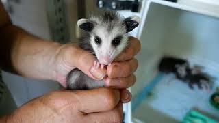 How To Care For Baby Opossums with Primarily Possums [upl. by Ardnazxela]