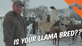 SPIT Checking pregnant llamas  Ep58  Llama Life [upl. by Stolzer710]