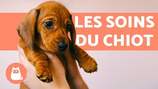 Comment soccuper dun chiot  🐶 GUIDE COMPLET [upl. by Chancelor]