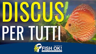 🐟 Consigli per allevare facilmente i Discus in acquario [upl. by Wichern]