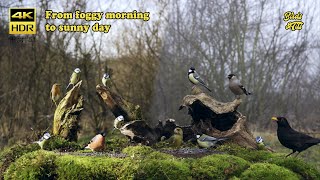 Birds at new feeder  4K HDR  CATs tv [upl. by Reo]