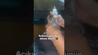 Afiyet olsun kuzum 😻 catvideos cat kedisesi kedi 🎥betulbet [upl. by Afrika935]