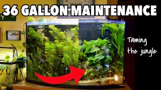 Insane Aquarium Transformation Maintaining the 36 Gallon Bowfront [upl. by Fannie]