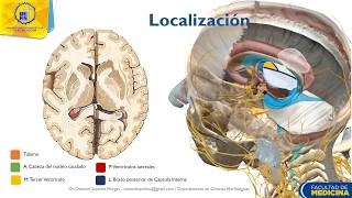 Tálamo Generalidades funciones y localización  Dr Ottoniel Sánchez [upl. by Erdnaet223]