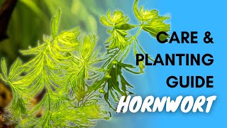 Hornwort Planting And Care Guide [upl. by Mahalia]