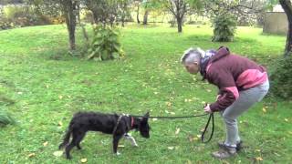 new Giving into leash pressure for shy reactive dogs [upl. by Anrak500]