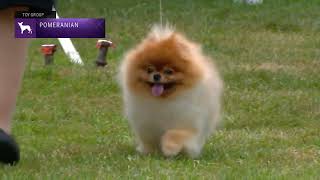 Pomeranians  Breed Judging 2022 [upl. by Innaig207]