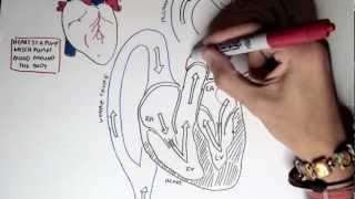 Cardiology  Heart Physiology I Cardiac Myocyte and Membrane Potential [upl. by Clyte]