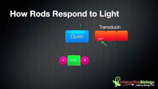 031 How Rods and Cones respond to Light [upl. by Nyved424]