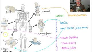 ARTICULACIÓN 5  Tipos articulación sinovial [upl. by Yehudi]