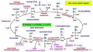 Cellular Respiration Part 2 The Citric Acid Cycle [upl. by Zared811]