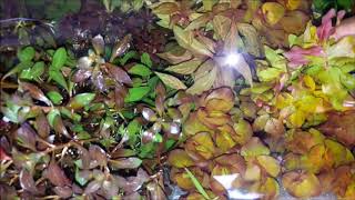 Rotala Aquatic Plants guide about 7 rotala varieties [upl. by Mountford]