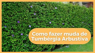 Como fazer muda de Tumbérgia Arbustiva  06 [upl. by Enicul]