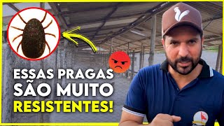 Como estou Eliminando a Infestação de PIOLHOS de GALINHAS [upl. by Mikiso]