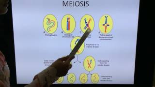 General Embryology Mitosis Meiosis and Gametogenesis  By Dr Vijaya [upl. by Siravat]