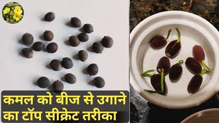 कमल के पौधे को बीज से उगाने का टॉप सीक्रेट तरीका  How to grow Lotus from Seeds  With Updates [upl. by Aehtela292]