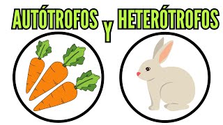 🐔 AUTÓTROFOS y HETERÓTROFOS su alimentación clasificación definición nutrición biología [upl. by Le]