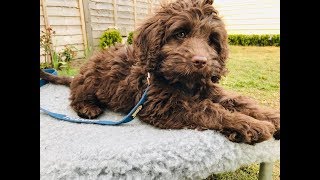 Rolo  10 Week Old Australian Labradoodle  6 Weeks Training amp Socialisation [upl. by Iad]