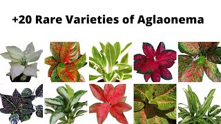 20 Varieties of Aglaonema Plant  Beautiful Chinese Evergreen with names Aglaonema Identification [upl. by Corso]