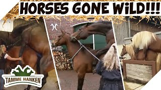 TOP 3 HorsesGoneWild Clips 🐎🐎🐎  Tamme Hanken  Kabel Eins [upl. by Lejeune313]