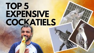 TOP 5 Expensive Cockatiels  A Complete Guide to Cockatiels  Shaikh Tanveer [upl. by Feigin65]